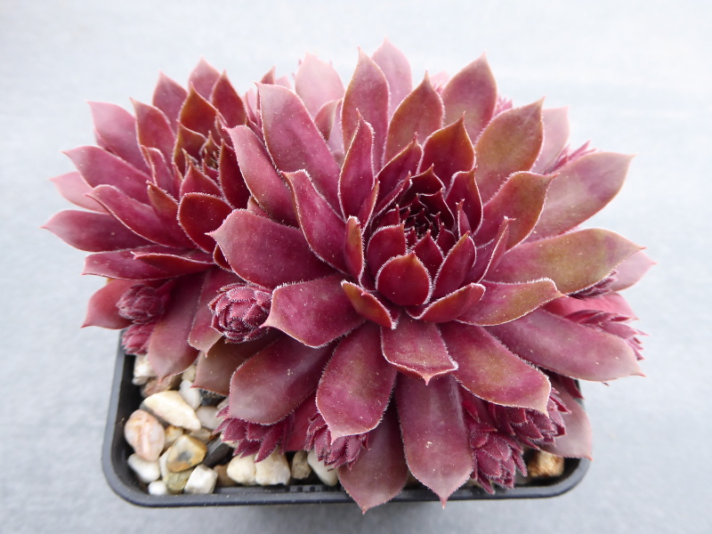 Rose Quartz