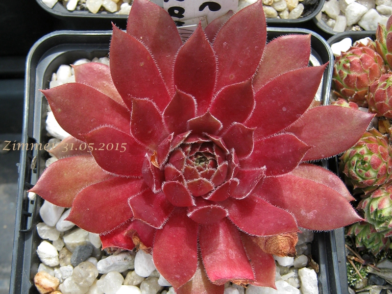Rose Quartz