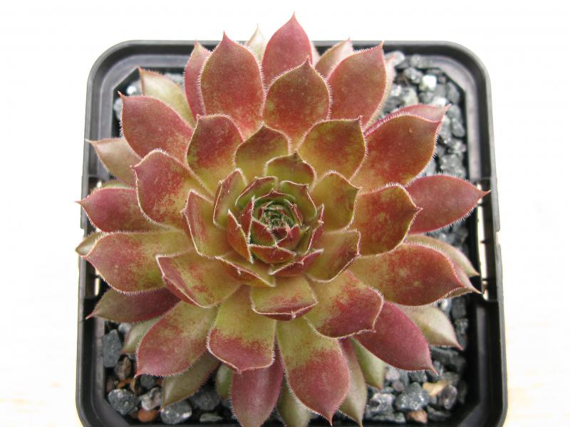Rose Quartz