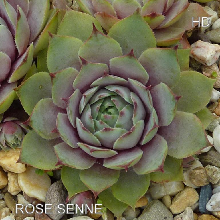 Rose Senne