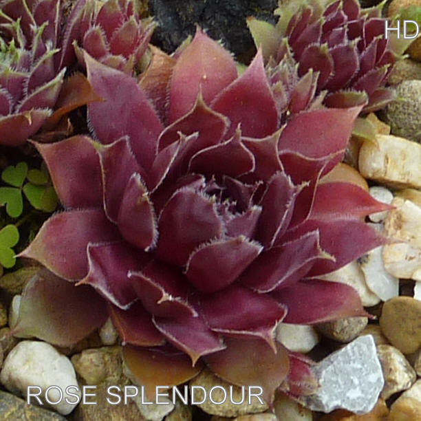 Rose Splendour