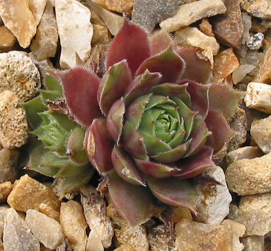 Rose Splendour