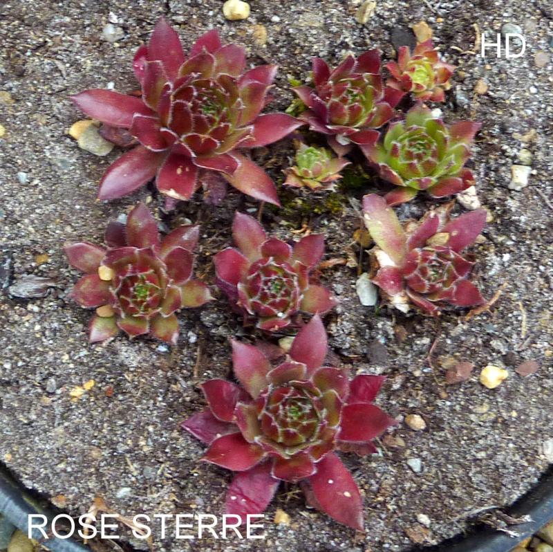 Rose Sterre