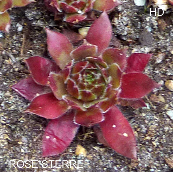 Rose Sterre