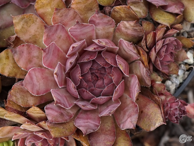 Rose Toujour
