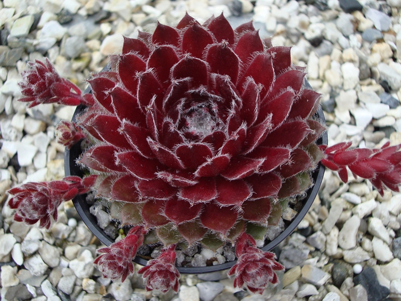 Rose Urchin