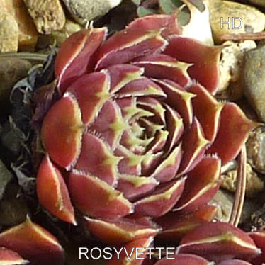 Rosyvette / Jovi
