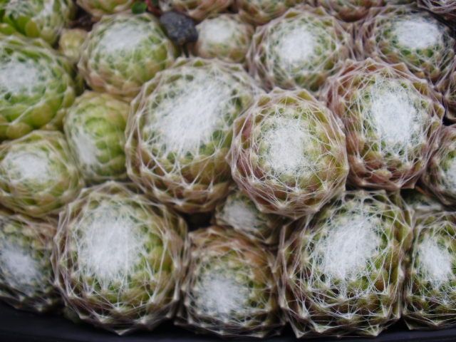Rotbart