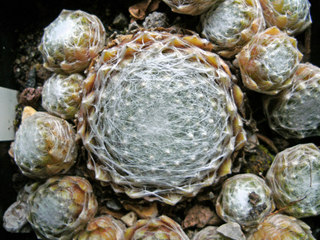 Rotbart