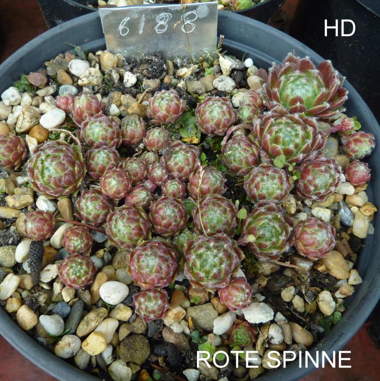 Rote Spinne