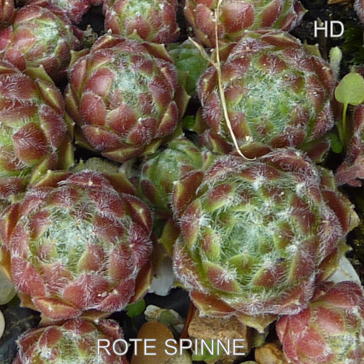Rote Spinne