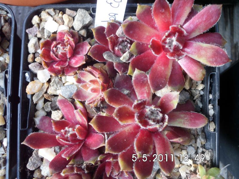 Roter Edelstein