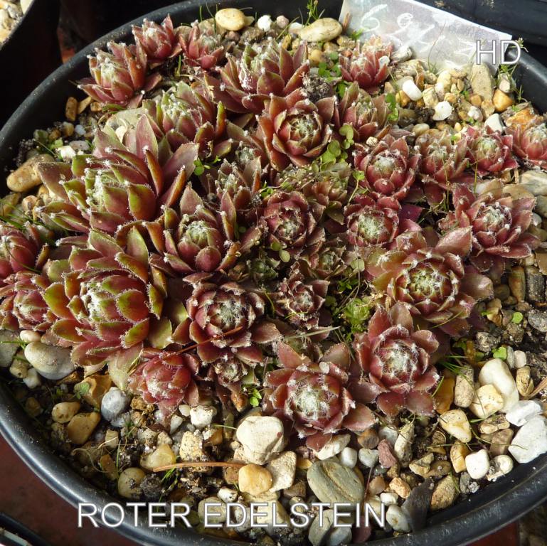 Roter Edelstein
