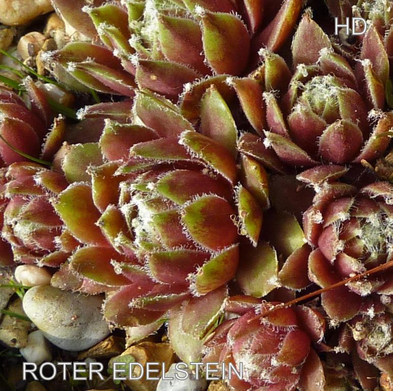 Roter Edelstein