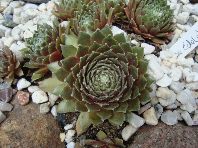 Roter Edelstein