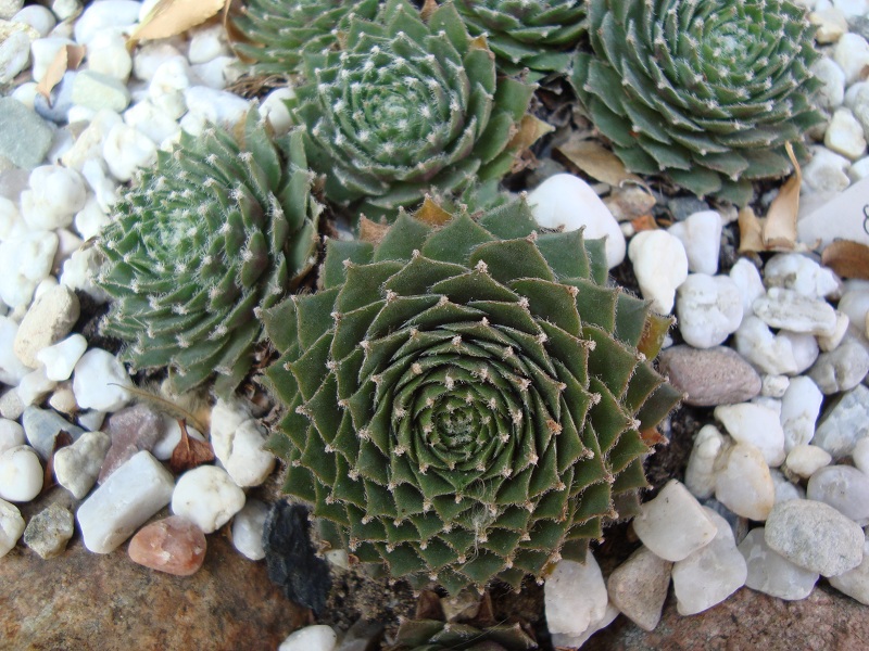 Roter Edelstein