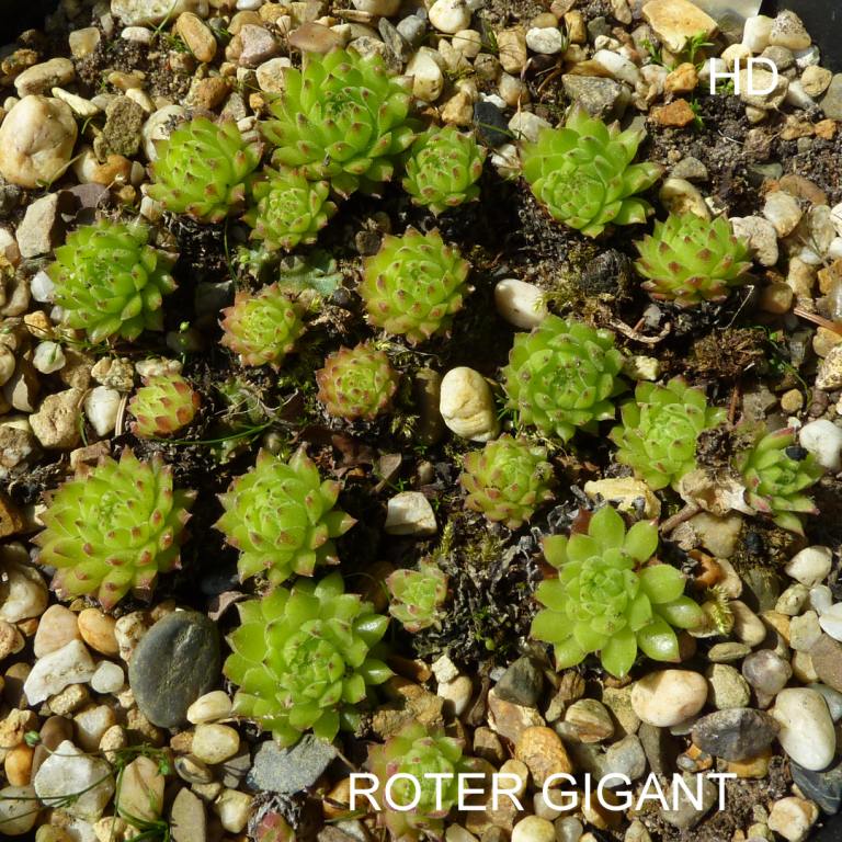 Roter Gigant