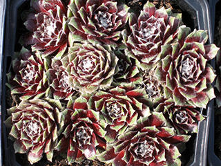 Roter Kristall