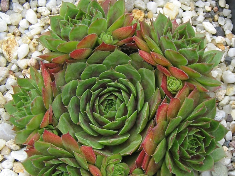 Roter Zwerg