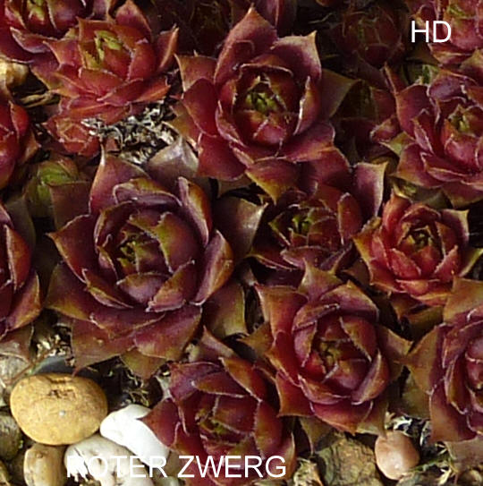Roter Zwerg
