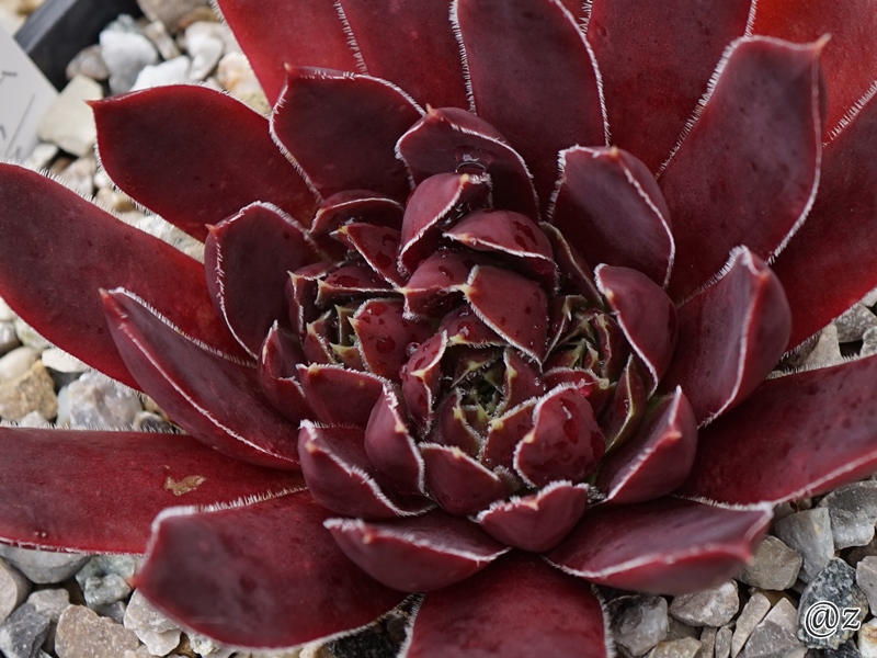 Rotes Eck / Jovi