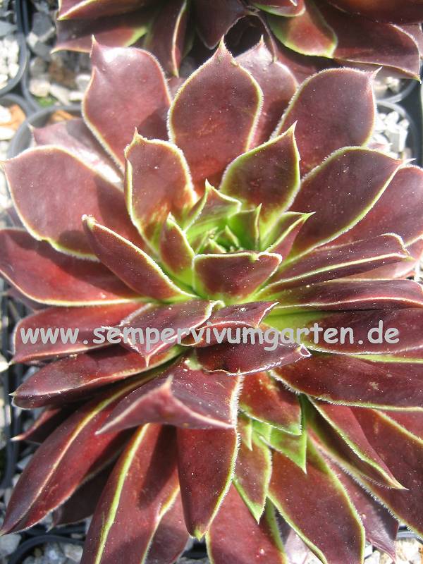 Rotes Eck / Jovi