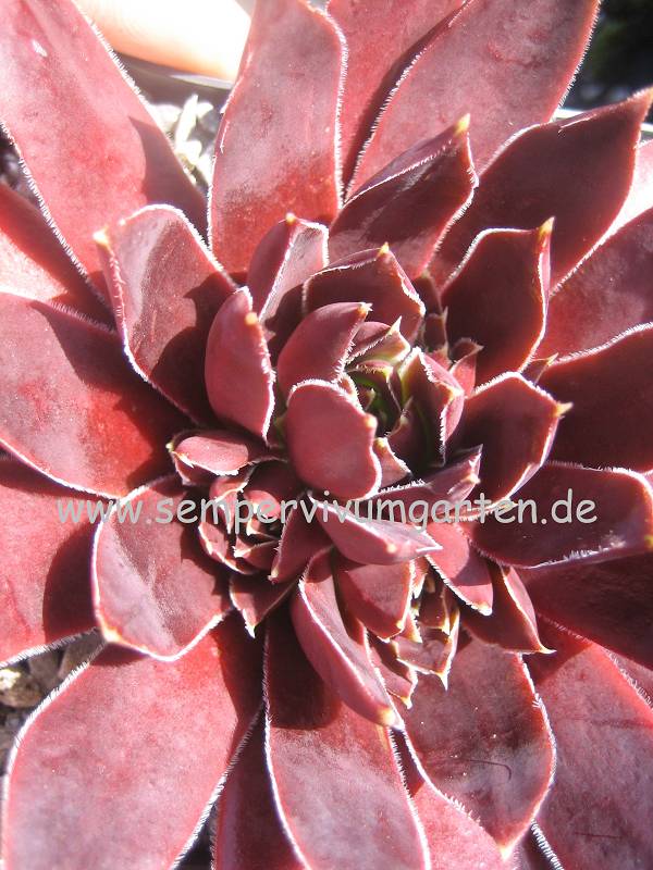 Rotes Eck / Jovi