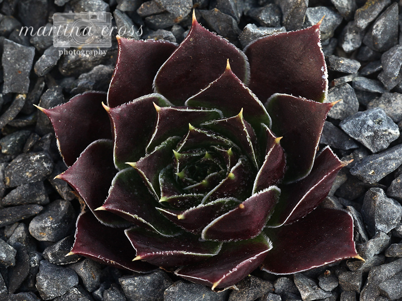 Rotes Eck / Jovi