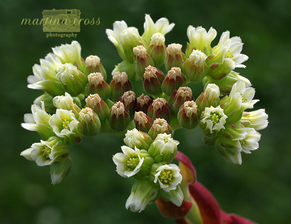Rotes Eck / Jovi