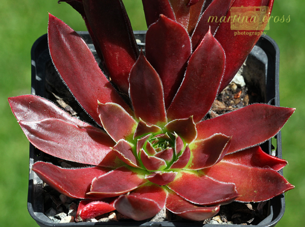 Rotes Eck / Jovi