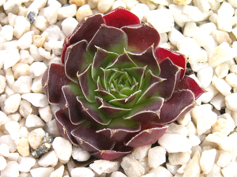 Rotes Eck / Jovi
