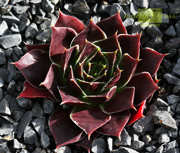 Rotes Eck / Jovi