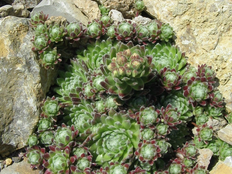 Rotes Meer