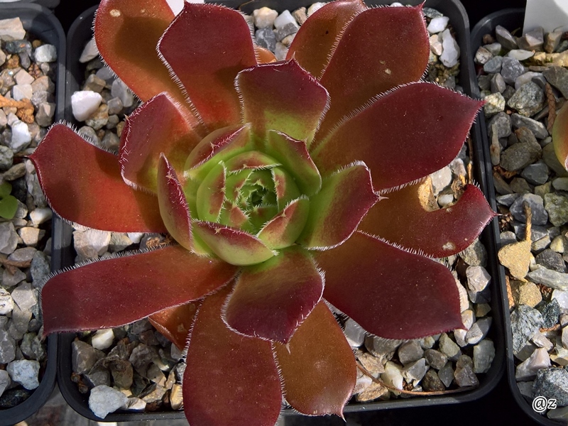 Rotes Wunder / Jovi