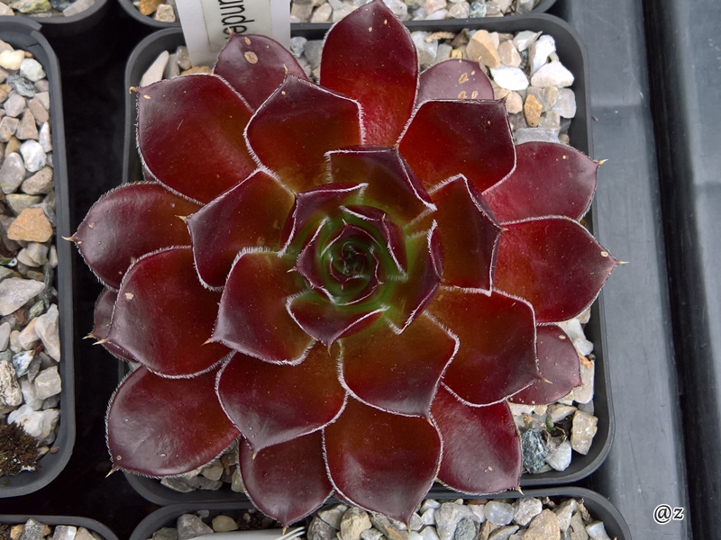 Rotes Wunder / Jovi