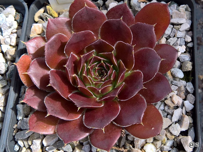 Rotes Wunder / Jovi