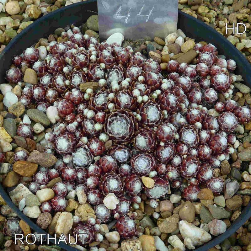 Rothaut