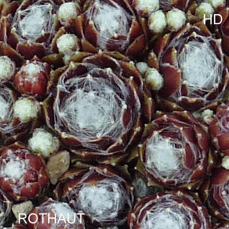 Rothaut