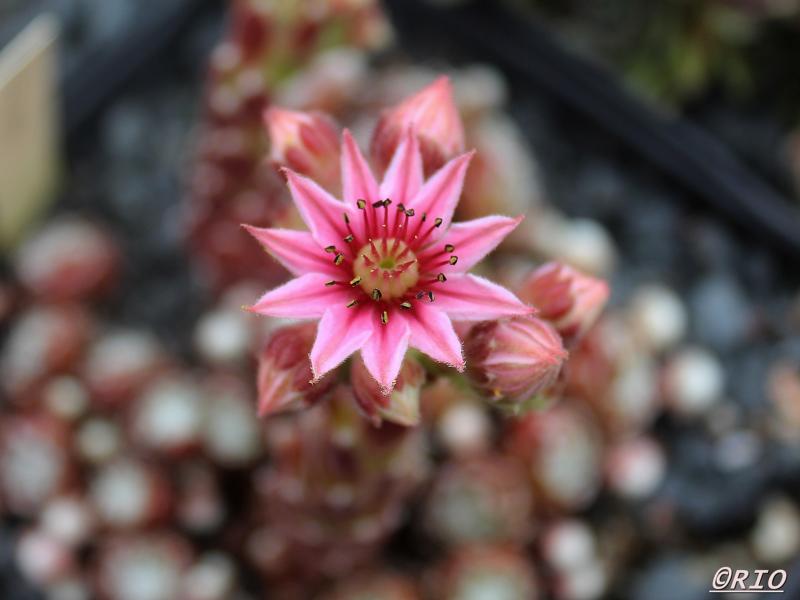 Rothaut