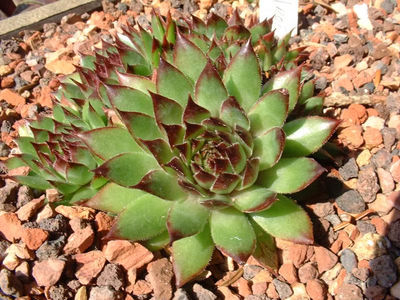 Rotigel