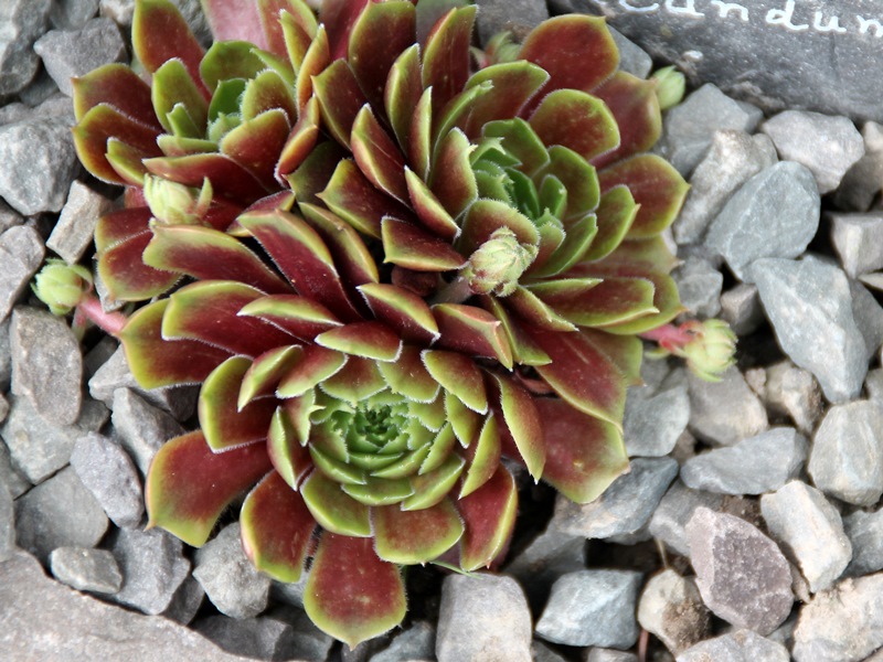 Rubicundum