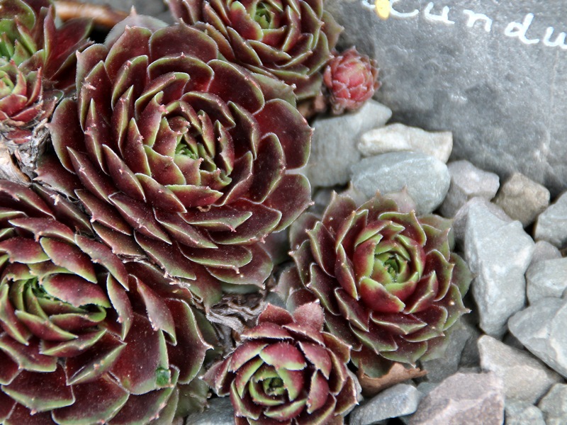 Rubicundum