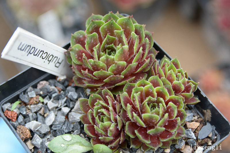 Rubicundum
