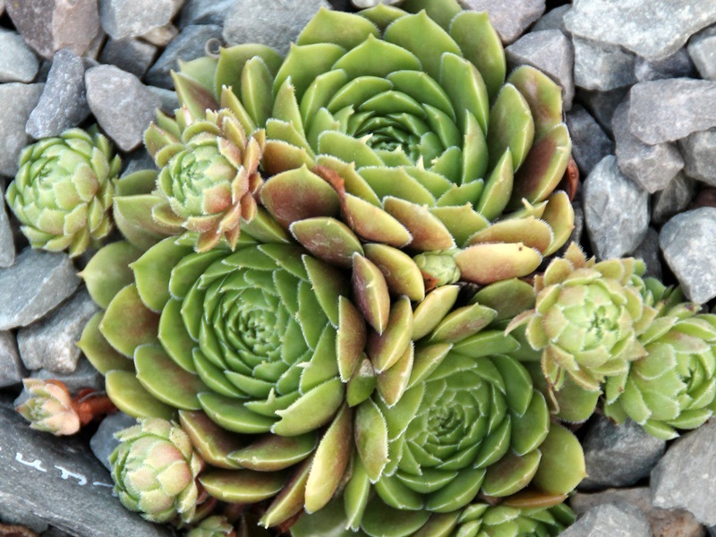 Rubicundum