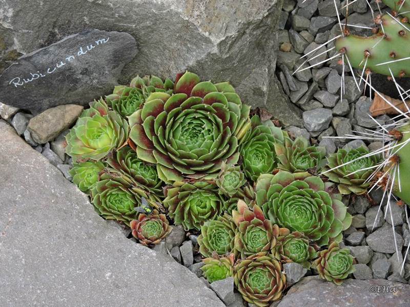 Rubicundum