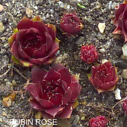 Rubin Rose