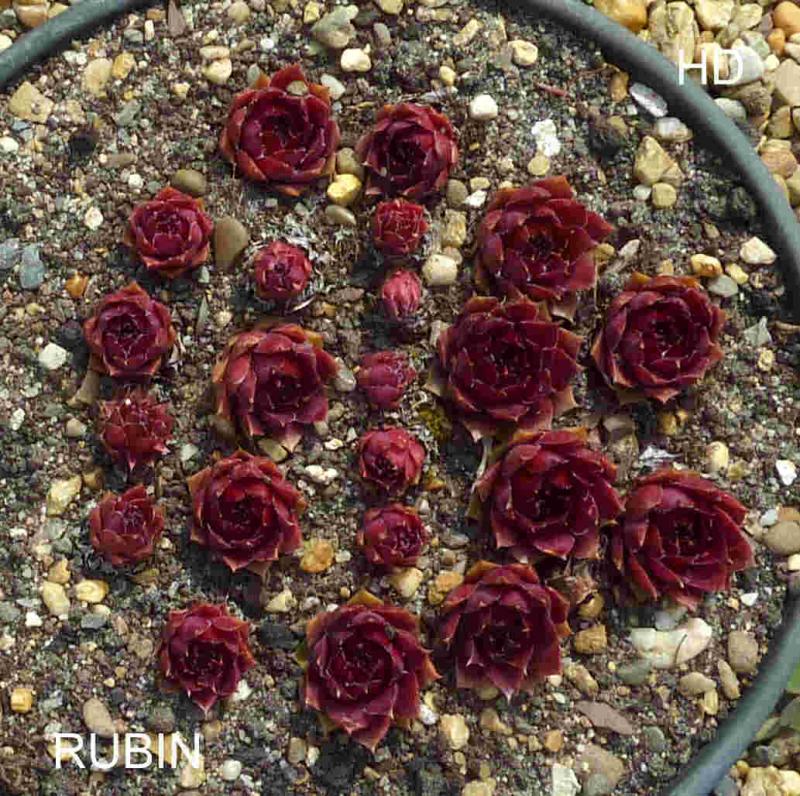 Rubin
