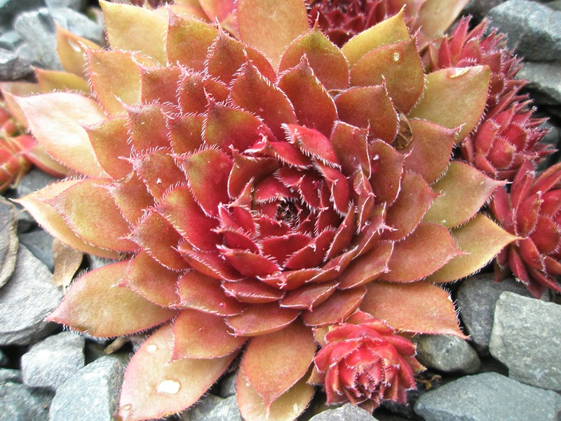 Rubin