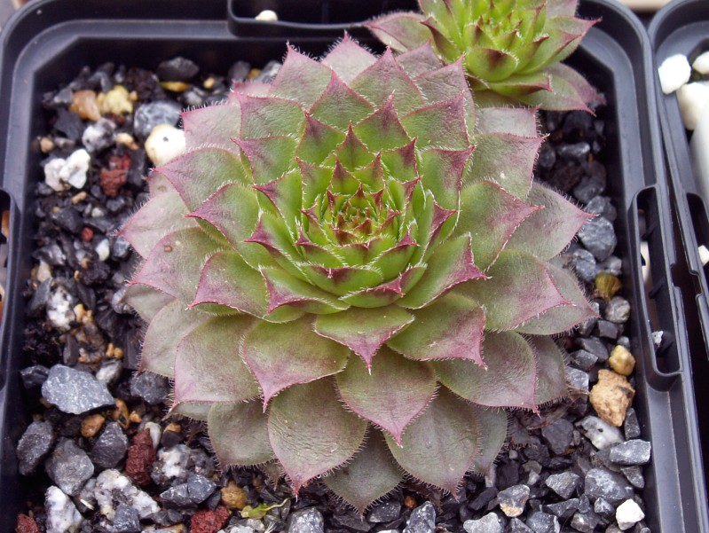 Rubin