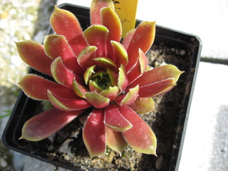 Rubinstern